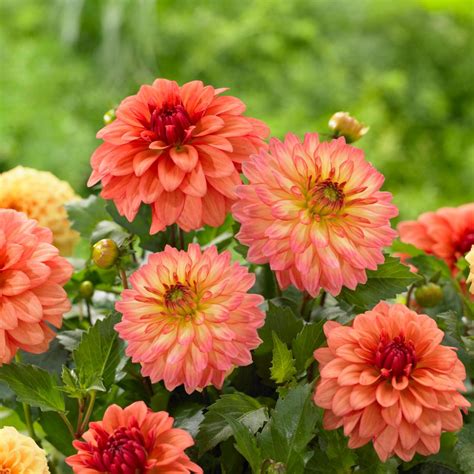 Dahlia Varieties Hgtv