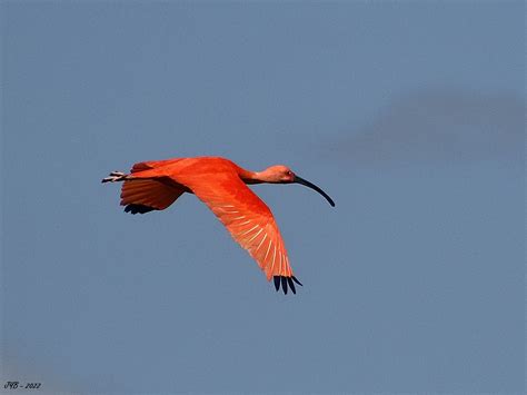 ibis