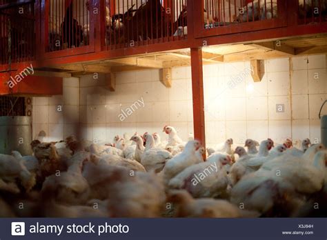 Battery Hens High Resolution Stock Photography and Images - Alamy