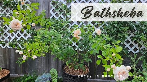 Bathsheba David Austin Rose In Houston TX 9a YouTube