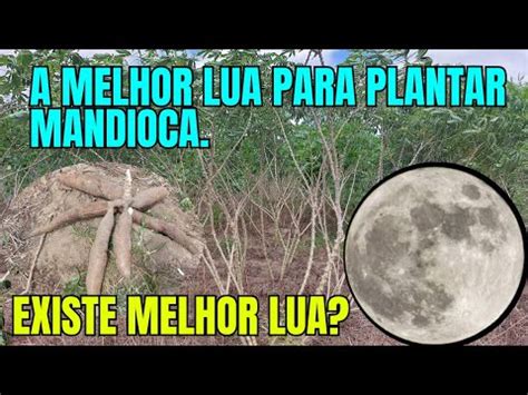 QUAL A MELHOR LUA PARA PLANTAR MANDIOCA MACAXEIRA YouTube