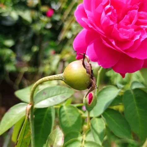 How To Grow Roses From Seeds Easy Steps Handy Gardening