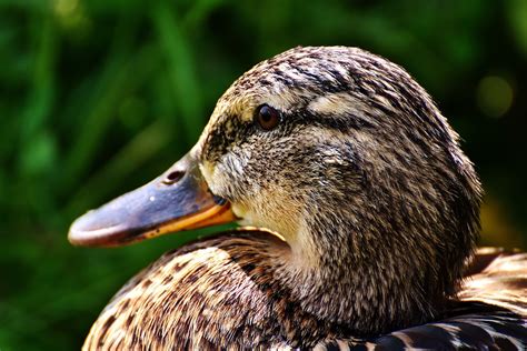 Canard Colvert Femelle Photo Gratuite Sur Pixabay