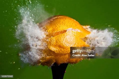 114 Bullet Fruit Stock Photos High Res Pictures And Images Getty Images