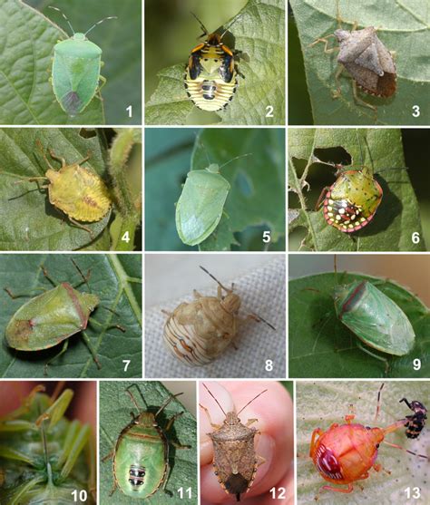 When Can I Quit Treating Redbanded Stink Bug In Soybean Mississippi