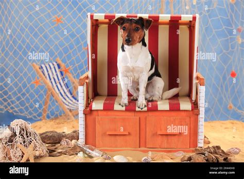 Jack Russell Terrier Stock Photo Alamy