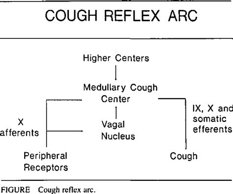 Cough Reflex Pathway - Herbs and Food Recipes