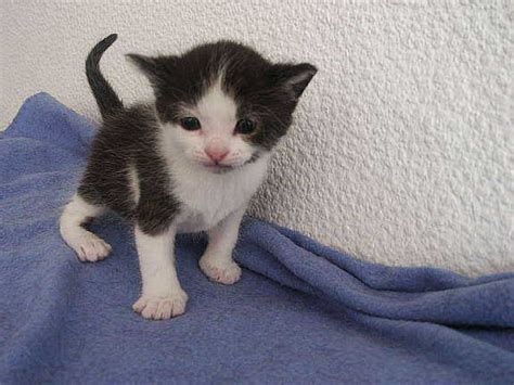 Katzenbabys In Wochen Abzugeben Hoork