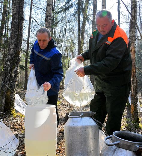 Березовый сок "с мякотью" и без: начался сбор самого полезного напитка ...