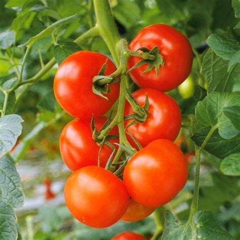 Blütenendfäule bei Tomaten vorbeugen Tomaten pflanzen Blütenendfäule