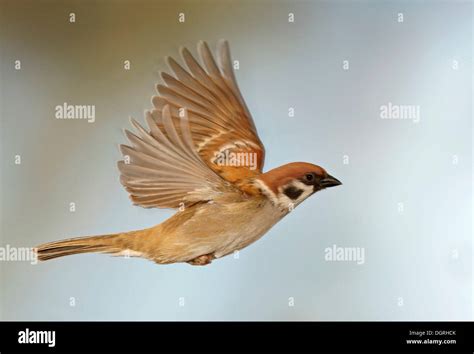 Sparrow Flying Hi Res Stock Photography And Images Alamy