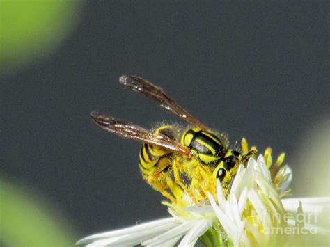 Bees Wings Photograph By Scott Bennett Fine Art America