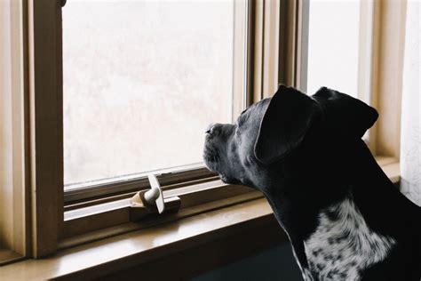 6 Signs Your Pet Is Lonely And What You Can Do About It Pethelpful