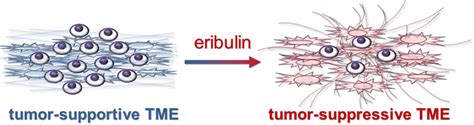 Schematic Representation Illustrating The Tumor Suppressive Effects Of