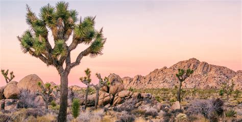 Complete Guide To Joshua Tree National Park Via