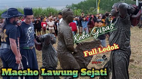 Wanita Cantik Terpaksa Mandi Lumpur Sawah Terkena Amukan Kebo Giras