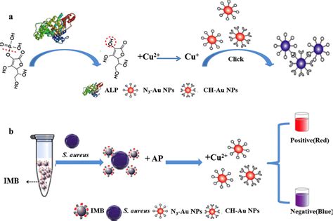 A Cu Mediated Click Chemistry Response Mechanism B Schematic Diagram