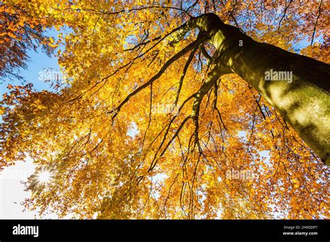 Haya común Fagus sylvatica vista en la parte superior de un árbol de