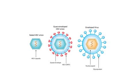 Hepatitis E Virus Ppt