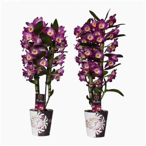 Theplants Akatsuki Dendrobium Nobile Starclass