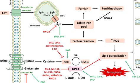 Ferroptosis Inducers And Inhibitors And Their Corresponding Targets Download Scientific