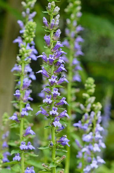 Lobelia siphilitica (Great Blue Lobelia)