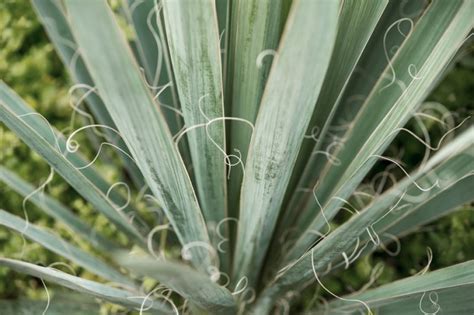 Yucca Palme Blüte abschneiden So pflegen Sie richtig