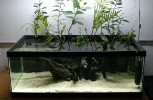 Brackish Water Aquarium An Ultimate Guide Fishlab