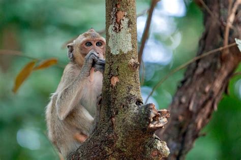 Premium Photo Macaque Close Up In Its Natural Habitat Monkeys From