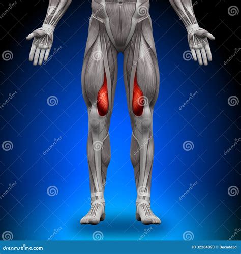 Vastus Medialis - Anatomy Muscles Stock Photos - Image: 32284093