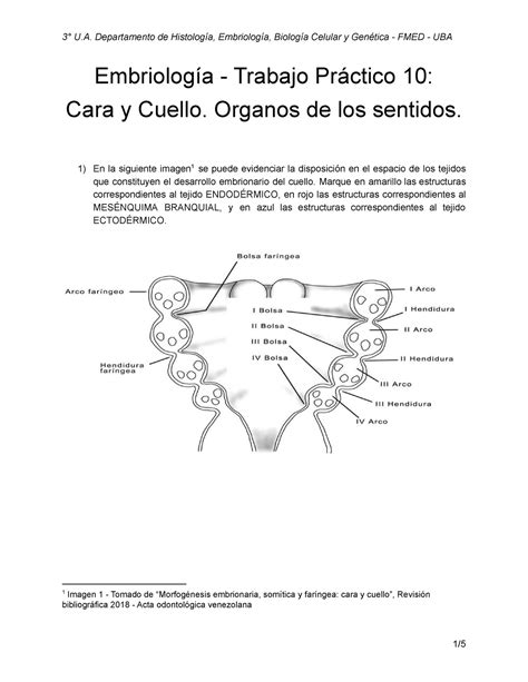 Guía TP10 Embrio kjg Embriología Trabajo Práctico 10 Cara y