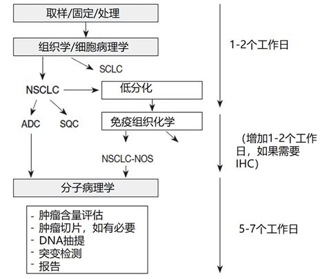 肺癌病理诊断和分子诊断流程