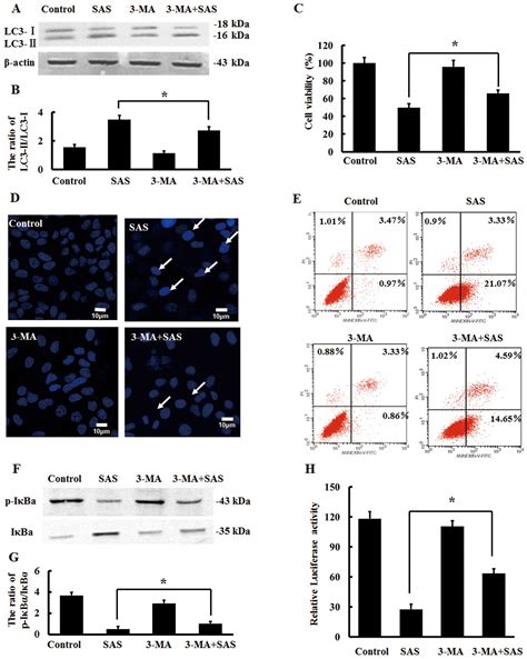 P Participates In The Inhibition Of Nf B Signaling And Apoptosis