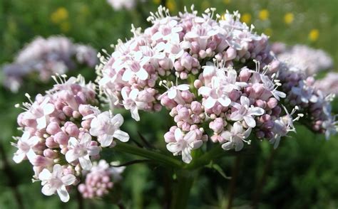 oog voor de natuur: Echte valeriaan (Valerianella officinalis).