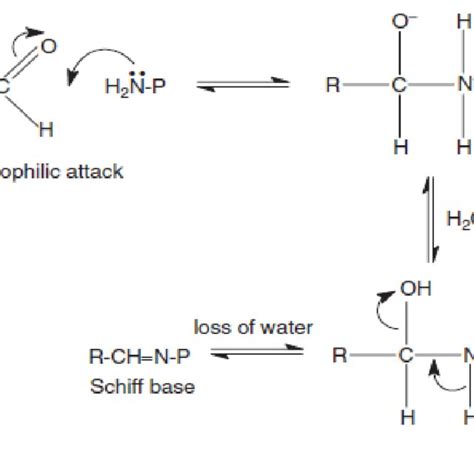 Aldehyde reaction with an amino group of skin proteins (P = protein) [8 ...