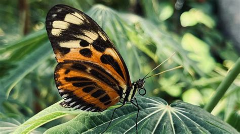 Brown Yellow Black Dots Lines Butterfly On Green Plant Leaf Blur