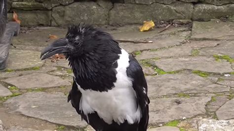 A Vocal Pied Crow Says 'Are You Alright?' to a Visitor at the Knaresborough Castle in North ...