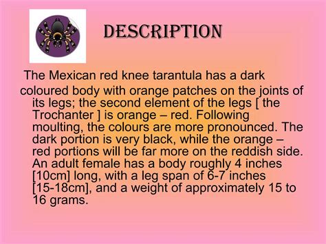 Mexican Red Knee Tarantula Presentation Georgia Ppt