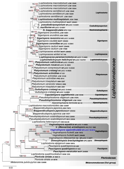 RAxML Tree Based On A Combined Dataset Of LSU TEF SSU And ITS Partial