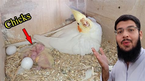 Cocktail Parrot Ke Chicks Hatch Ho Gay YouTube