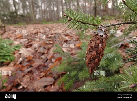 Natural closeup on the needles and cone of the North American Douglas ...