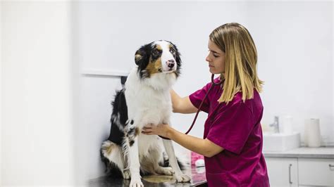 La aplaudida reacción de una veterinaria a la propuesta de los dueños