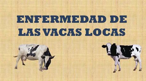 Enfermedad De Las Vacas Locas YouTube