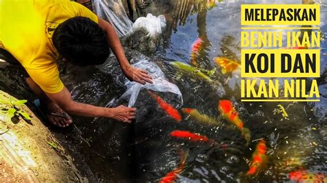 Budidaya Ikan Nila Di Kolam Tanah