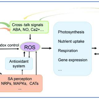 Modulation Of SA Signalling In Plant Tolerance Under Abiotic Stress