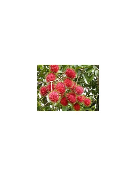 1 Arbol De Rambutan Rojo Chom Chom Nephelium Lappaceum Los Mejores