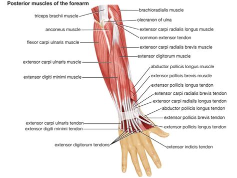 Arm Anatomy Britannica