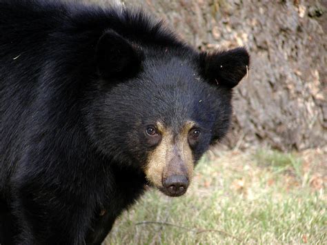 Ahora En Sonora Habitantes De Cumpas Matan A Un Oso Negro A Balazos