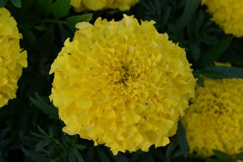 Yellow Marigold Green Thumb Advice