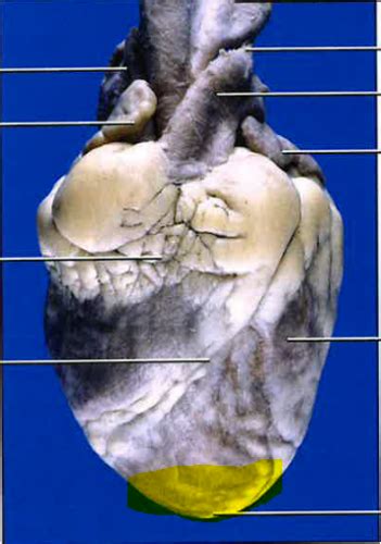 Sheep Heart Dissection Flashcards Quizlet